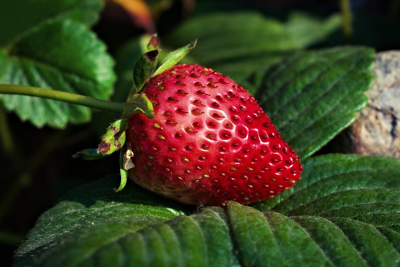 tolle Erdbeeren das ganze Jahr über selber ernten mit dem Erdbeerbaum 