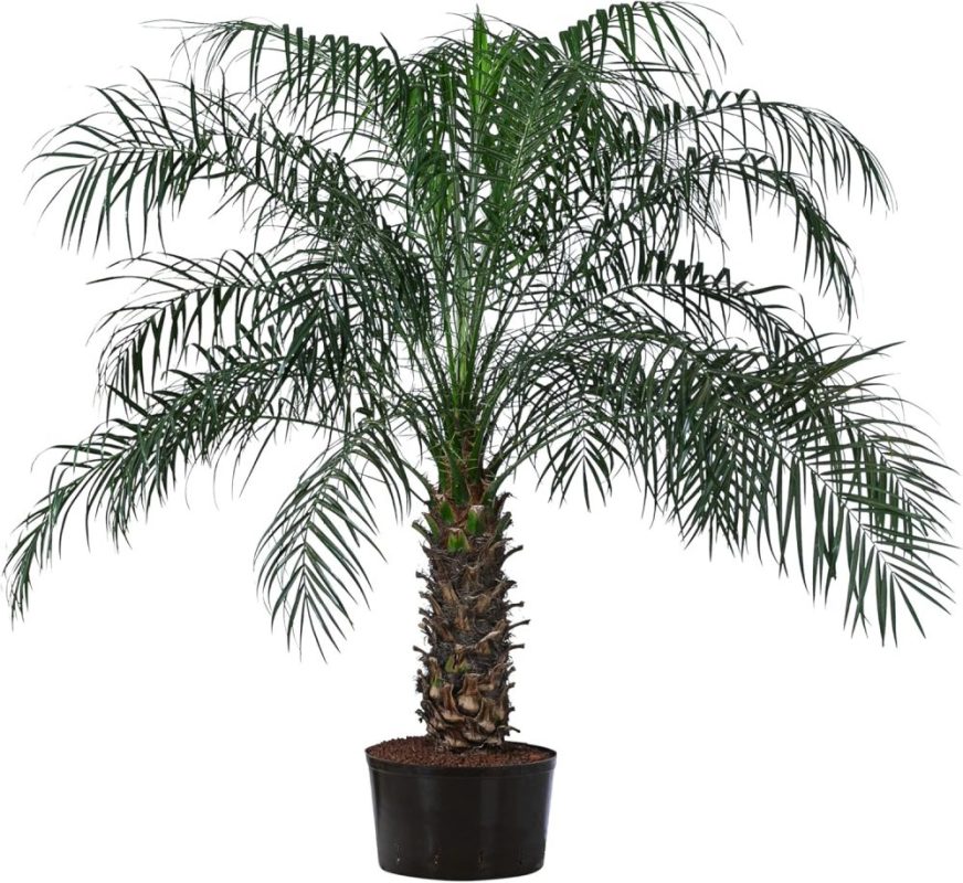 91PCwhIVVyL._AC_SL1500_